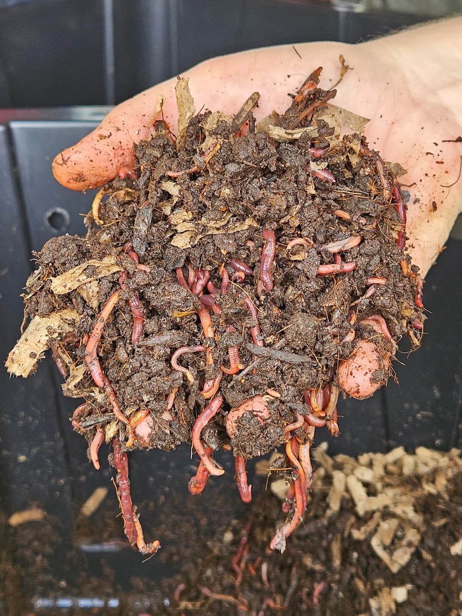 A hand holding a mixture of soil and numerous red worms.