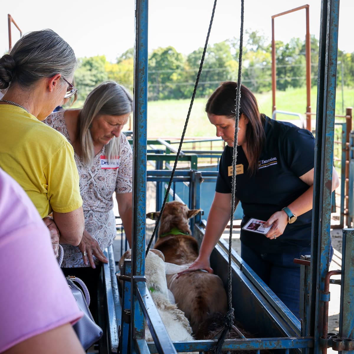 Jennifer Lutes guides participants as they practice body condition scoring on sheep during LU’s Small Ruminant Field Day.