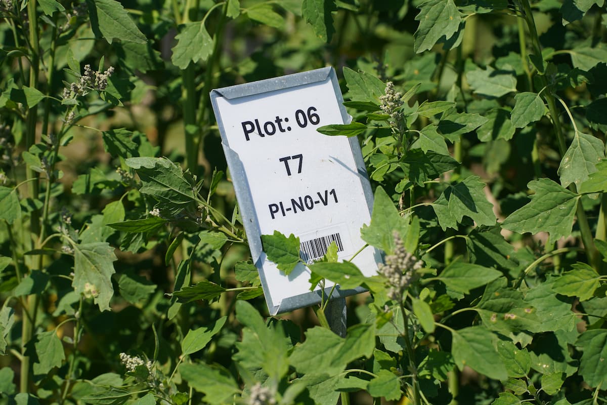 A research plot marker stands among green quinoa plants at LU’s George Washington Carver Farm during summer 2026.