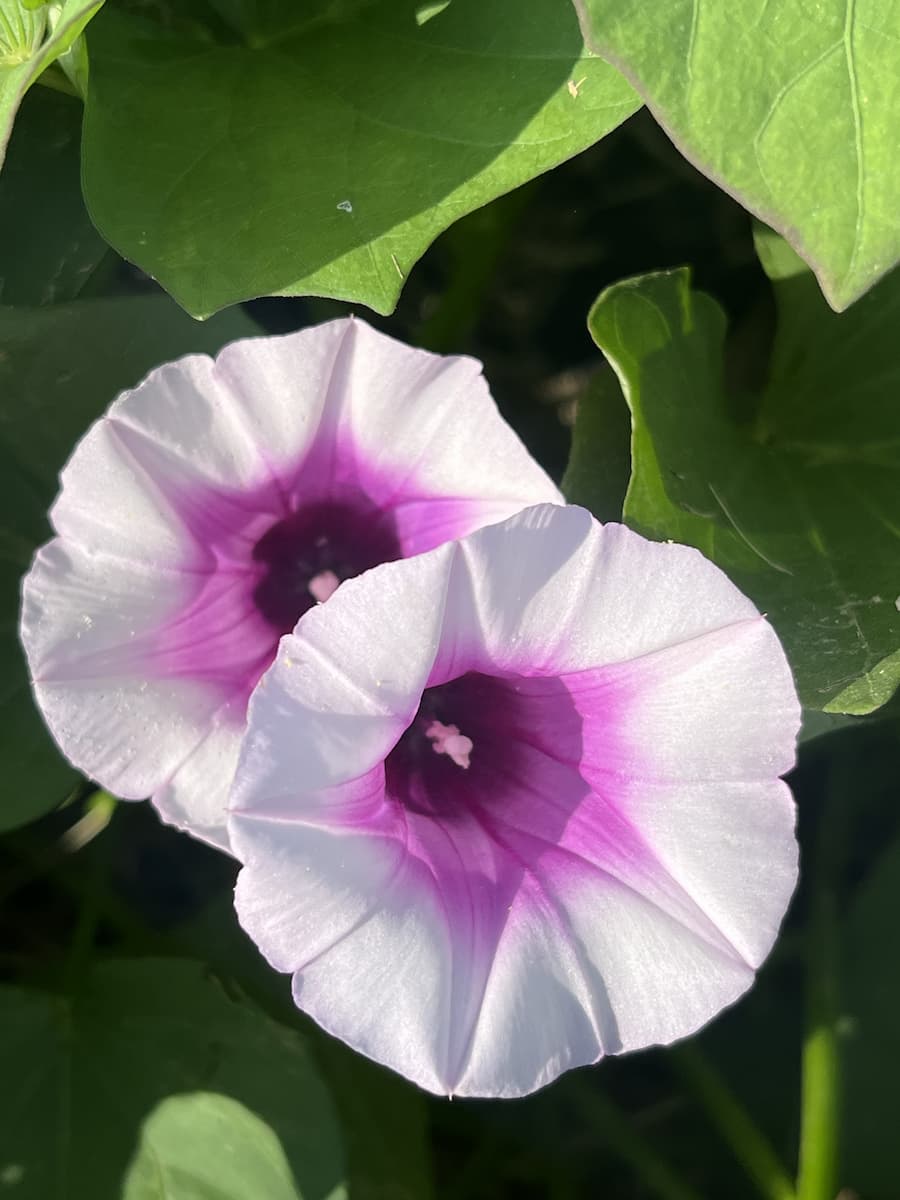 Two flowers with white petals and vibrant pink centers surrounded by green leaves.