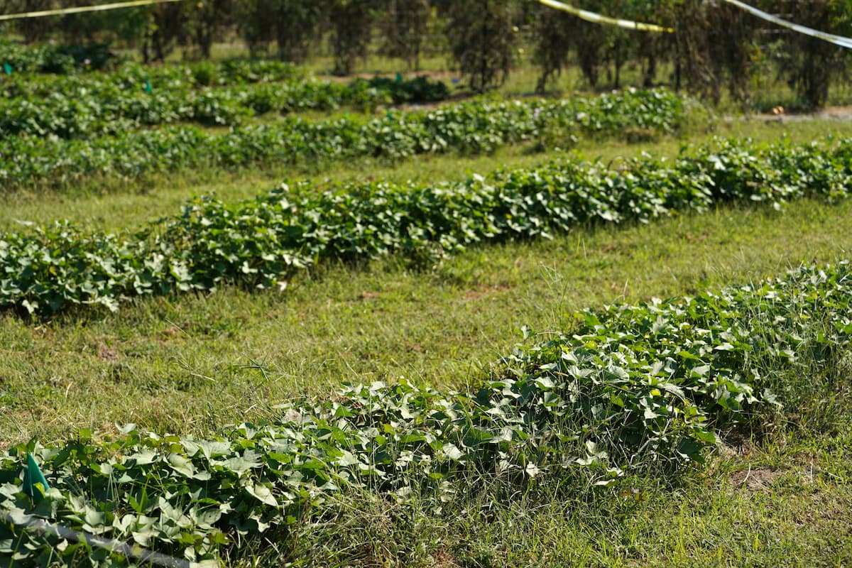 Rows of green sweet potato vines grow across a field, separated by grassy pathways.