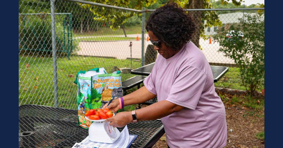 A woman placing small red tomatoes on a measuring scale sitting on a picnic table outdoors. 