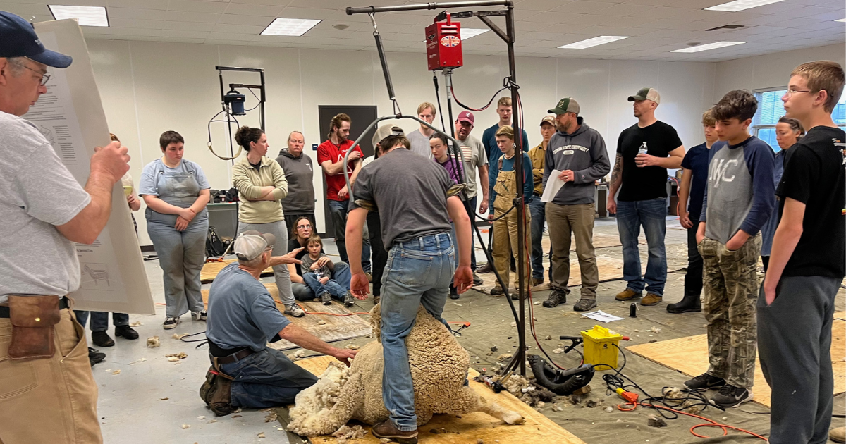 Students engaged in a live demonstration of the New Zealand shearing technique.