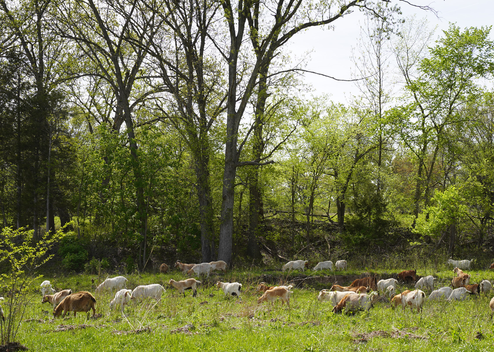 Cover image for Agroforestry Fact Sheet 2025