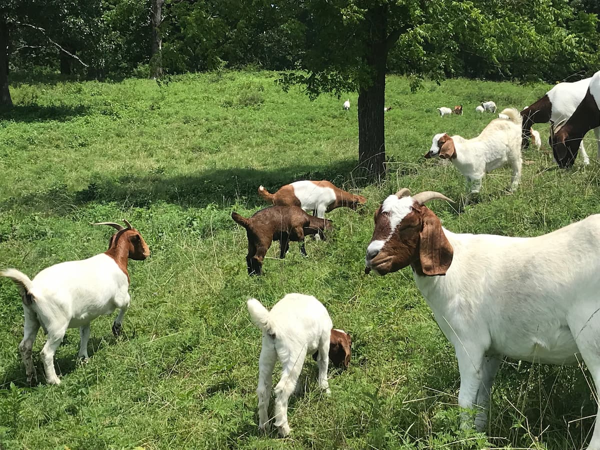 Sheep grazing in pasture