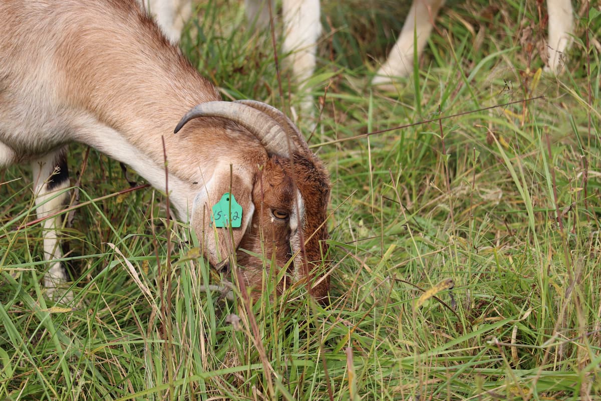 Goat grazing in pasture with ear tag