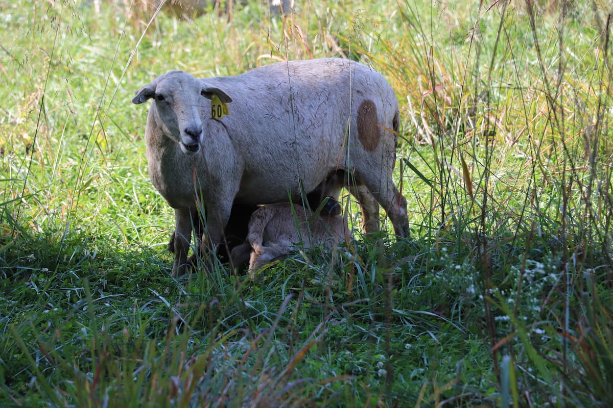 Ewe with nursing lamb in grass
