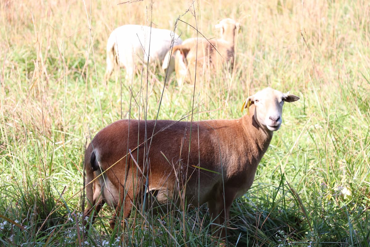 Herd of Boer goats in pasture