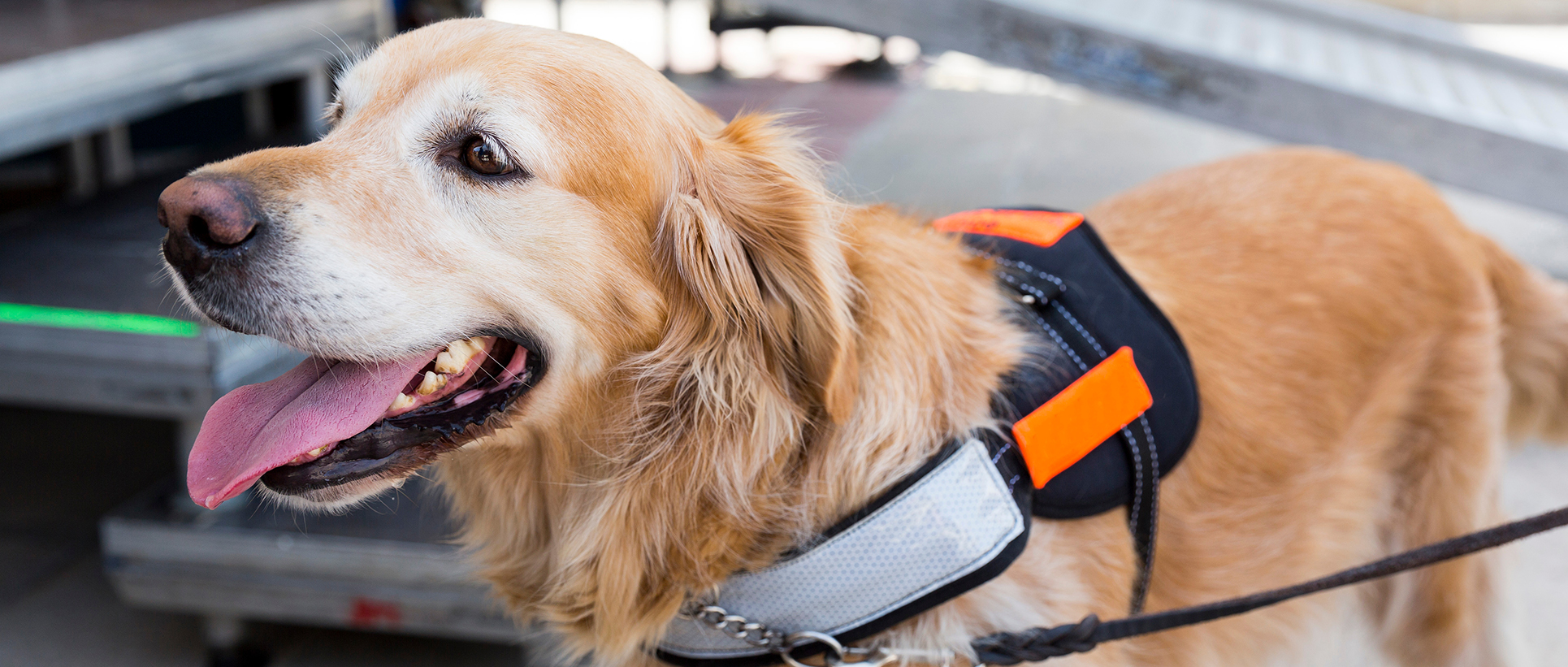 Service Animals Policy and Guidelines